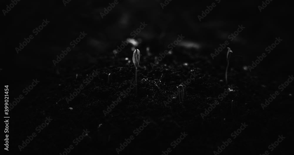 Plants that grow. Timelapse 4K in black and white. Sprouts germinating