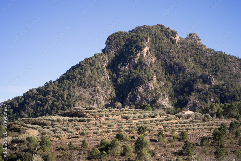 An olive tree garden at the foot of a mountain
