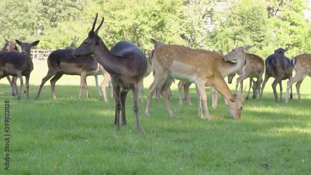 A herd of fallow deer grazes in a meadow by a forest on a sunny day A herd of fallow deer grazes in a meadow by a forest on a sunny day
