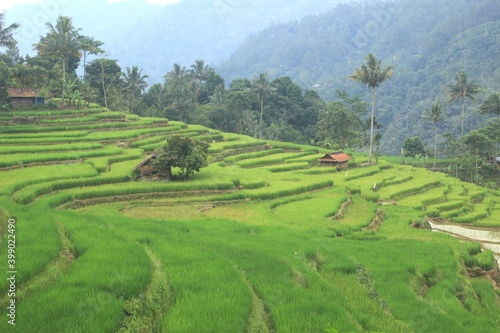 The Beautiful Rice Field 