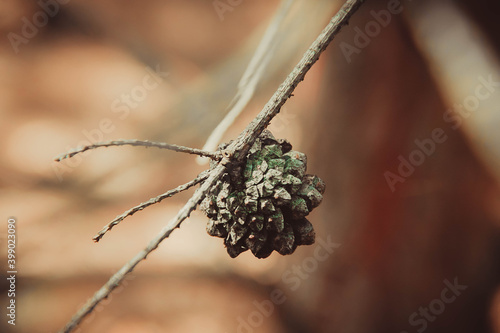 brown dry cone on a branch against a background of brown forest out of focus