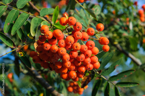 Leuchtend rote Früchte / Vogelbeeren an einem Zweig der Eberesche (lat.: Sorbus aucuparia)
