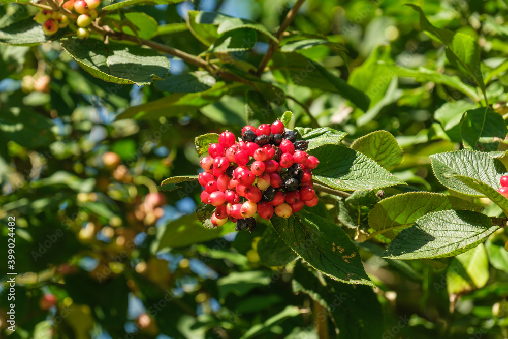 Rote und dunkle Beeren an einem Zweig mit grünen Blättern in einem Strauch / Busch Rote und dunkle Beeren an einem Zweig mit grünen Blättern in einem Strauch / Busch
