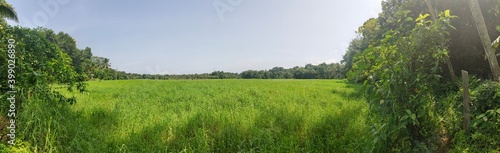 field of wheat