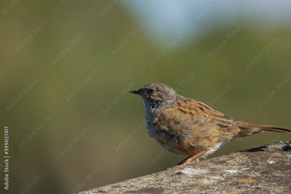 a female house sparrow with young fluffy feathers a female house sparrow with young fluffy feathers