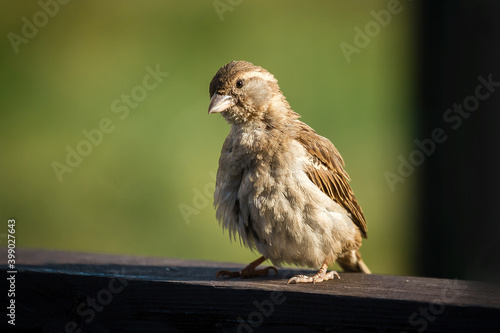 A fat well-fed brown contented sparrow sits ruffled