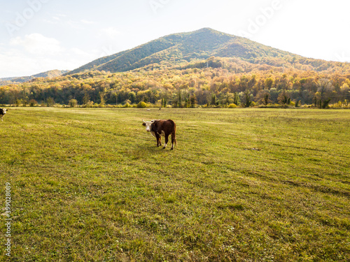 bull on pasture in autumn. cattle in field. livestock and farming.
