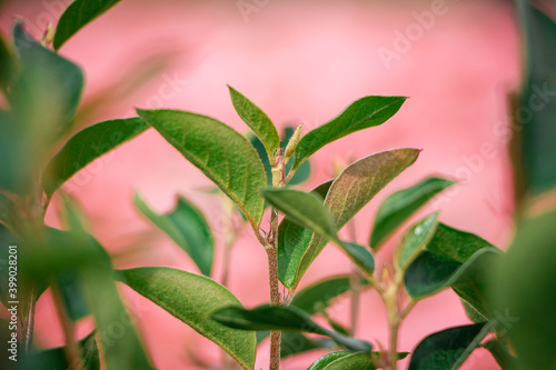 Juicy green young leaves of flowers on a pink background