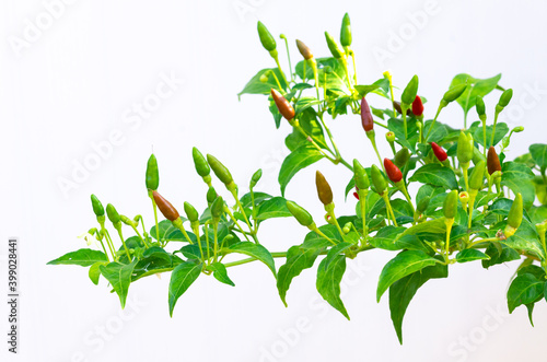 Partial focus of red and green color Chilli Padi (Bird's Eye Chilli, Bird Chilli, Thai pepper) in its tree isolated on white background. photo