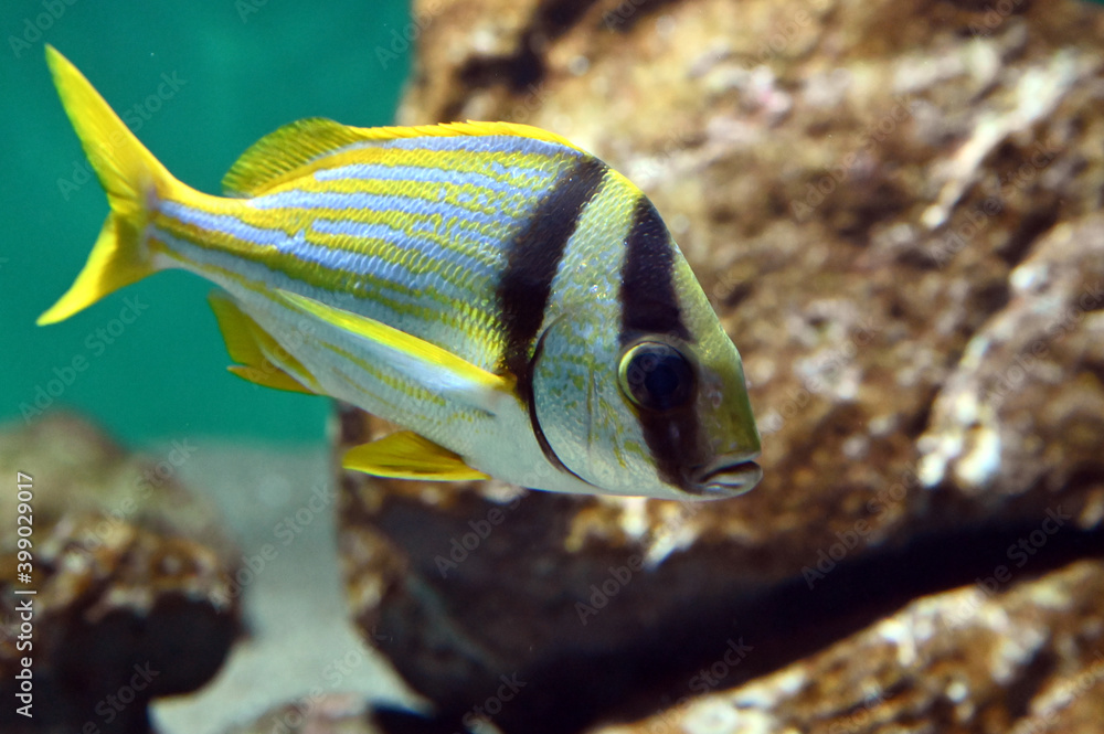 Fototapeta premium 黄色の縞が可愛いポークフィッシュの子供が泳ぐ姿