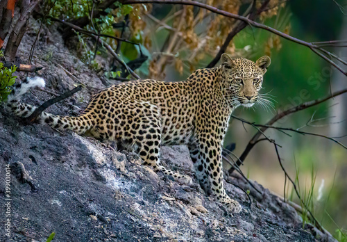 Wildlife image from Botswana © Ruzdi