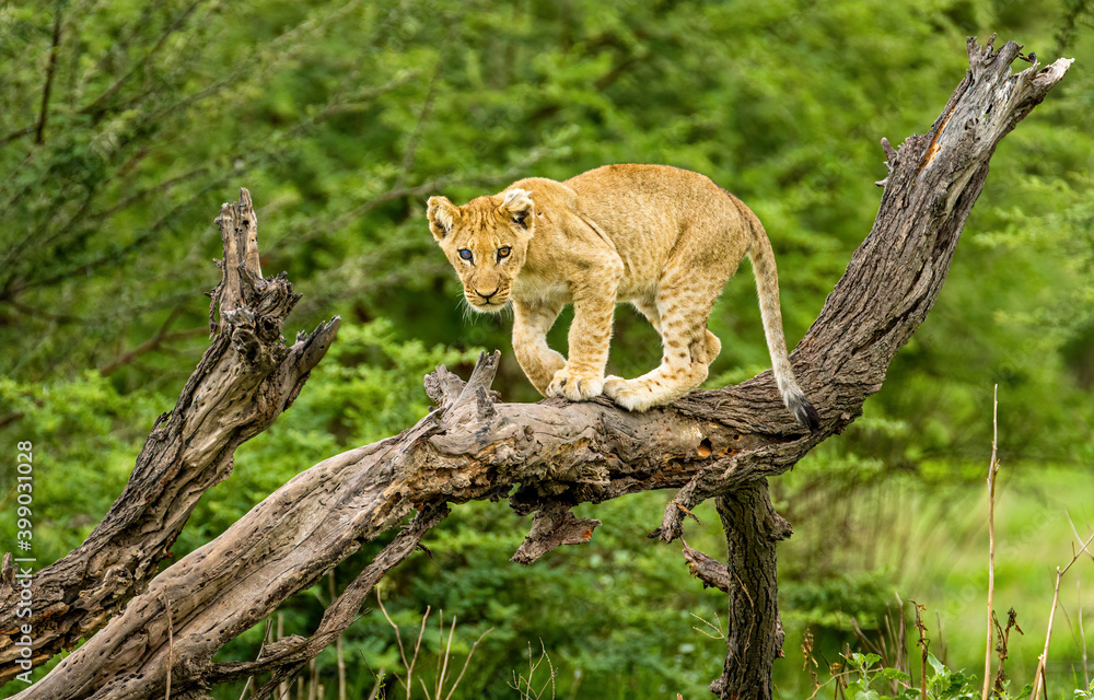 Fototapeta premium Wildlife image from Botswana