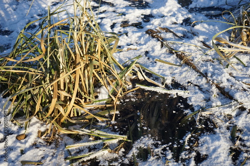 grass grown in ice, sprinkled with snow. Moscow © HELEN_IV