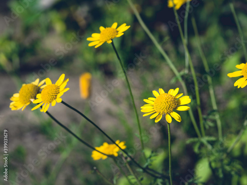 Golden marigolds or yellow chamomile growing in a sunny summer garden  closeup with selective focus and shallow depth of field