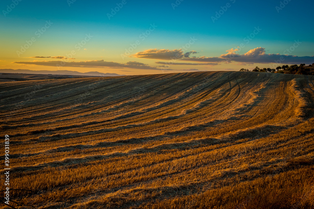 Farm field in golden sunset light