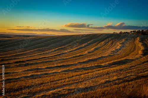 Farm field in golden sunset light