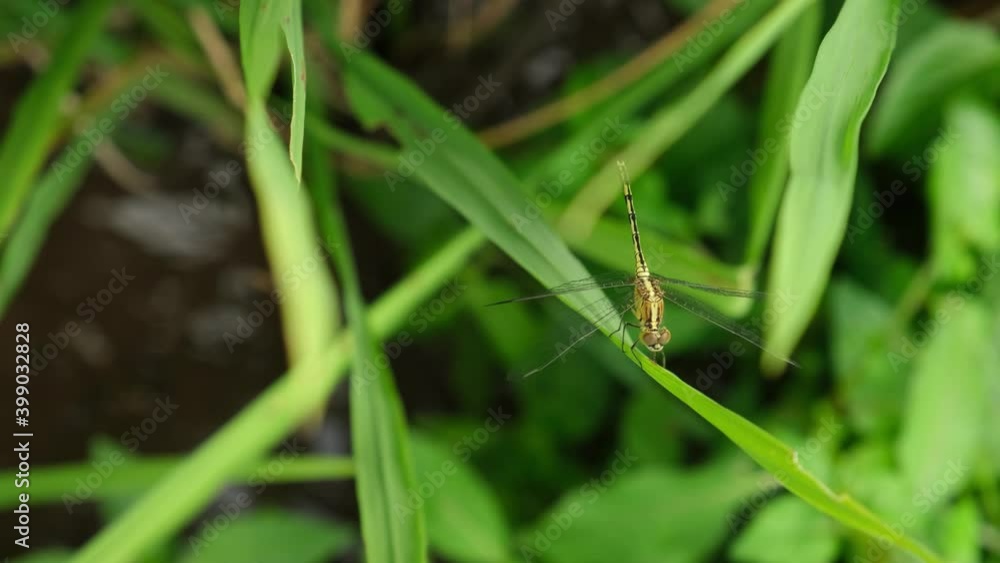 Dragonfly on Fresh green Rice paddy fields. Organic farm agriculture concept. Nature relaxation background. Dragonfly on Fresh green Rice paddy fields. Organic farm agriculture concept. Nature relaxation background.