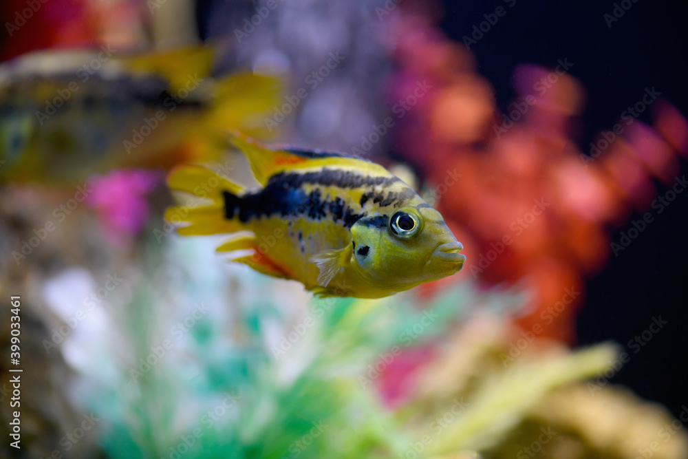 Φωτογραφία .Cichlasoma Salvini fish swims in an aquarium (Salvin, Cichlasoma salvini)