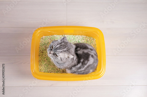 Fototapeta Naklejka Na Ścianę i Meble -  A gray striped Scottish Fold cat in an orange tray filled with tofu. Pet hygiene concept, cat litter.