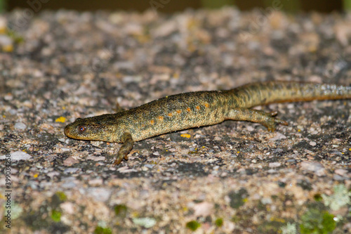 Spanish ribbed newt (Pleurodeles waltl), yellowish amphibian on rock at night photo