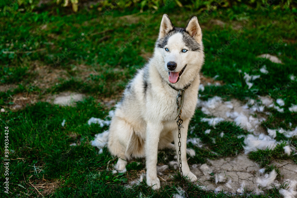 A well-groomed husky sits on the grass, it's time to shed the hair of dogs, a lot of hair around. A well-groomed husky sits on the grass, it's time to shed the hair of dogs, a lot of hair around.