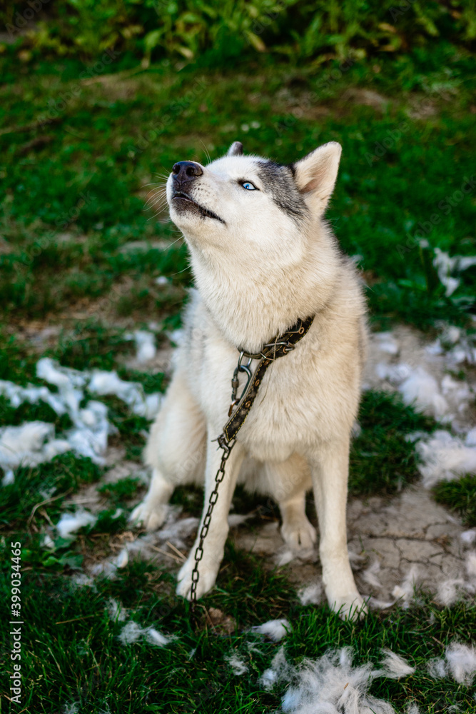 Husky sheds hair, combed and happy dog resting on the street. Howling Siberian Husky chained.