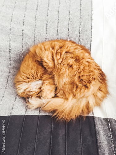 Fotografija Cute ginger cat is sleeping on bed, snuggling in circle