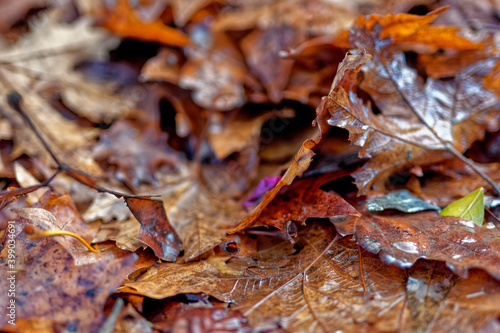 Close up of autumn leafs fallen from tree