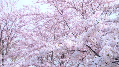 北海道の桜