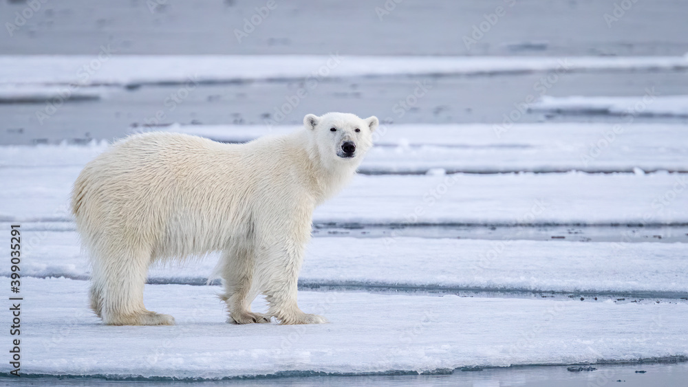 Image of polar bears in Svalbard Image of polar bears in Svalbard