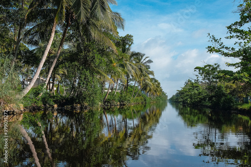 tropical river with palm tree reflections . hamilton canal, negombo lagoon , sri lanka 