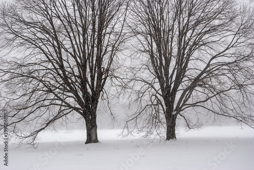 Central Park in winter