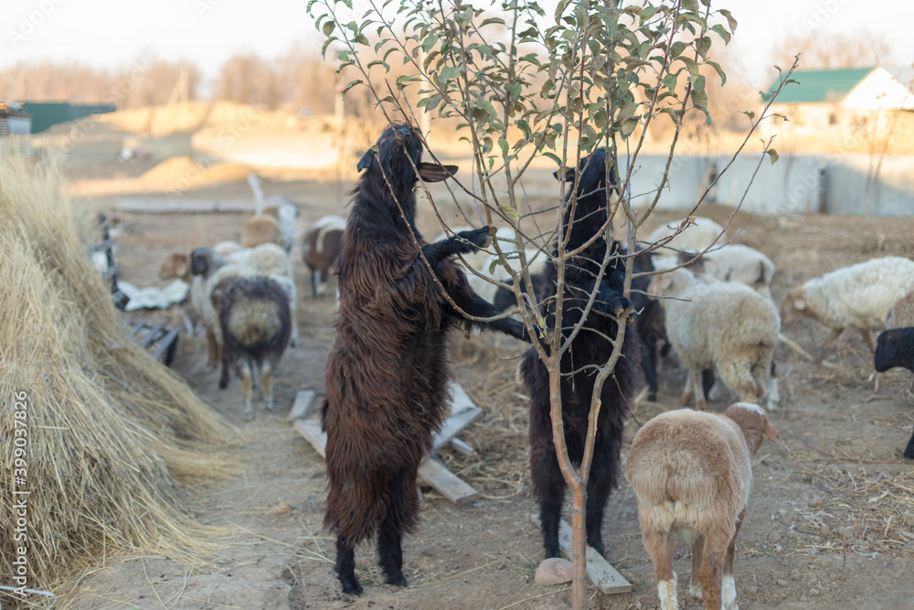 Φωτογραφία A group of sheep on the farm in the morning, the domestic animals go to the pasture