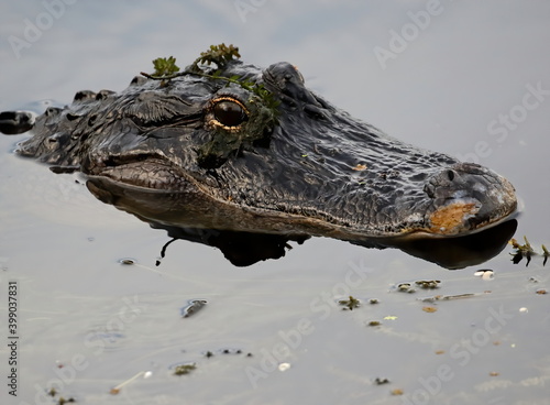 American alligator with weeds upon it's head.
