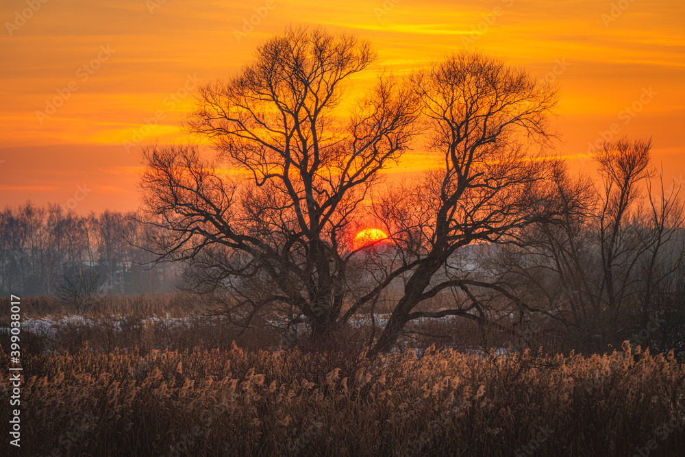 Isolated bare tree and field of dry reeds at winter sunset with orange sky