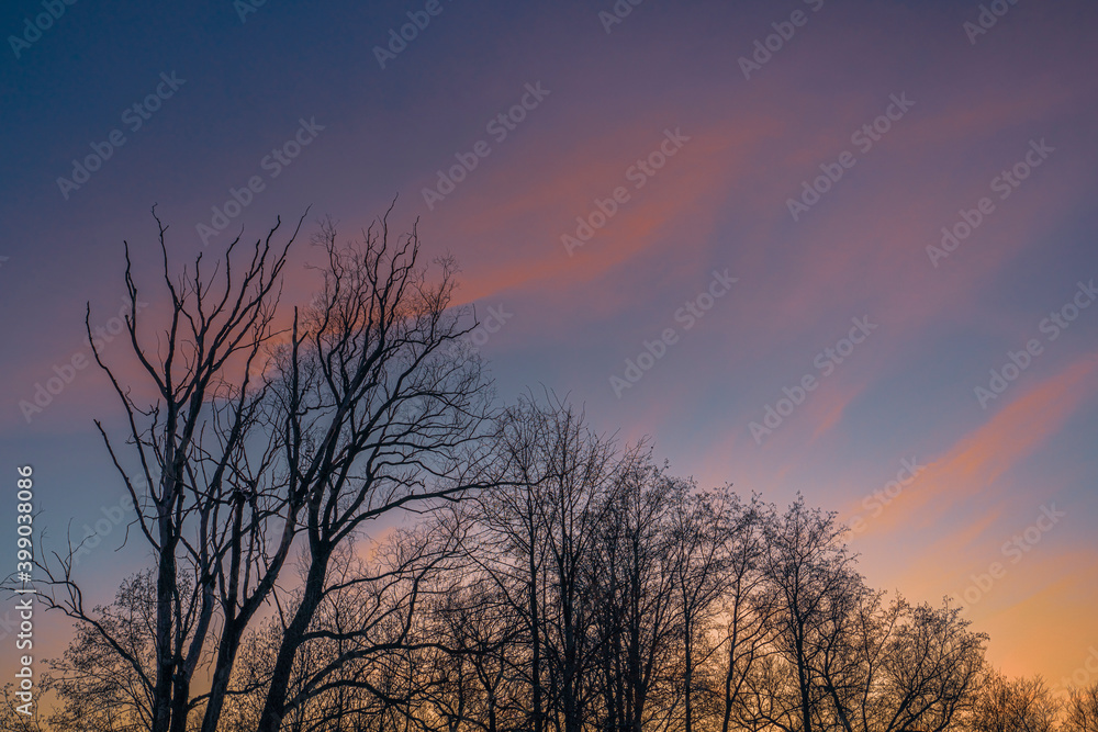Silhouette of bare trees at winter sunset with pink, rose and blue sky