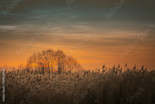Fototapeta Naklejka Na Ścianę i Meble -  Bare trees and field of dry reeds at winter sunset with orange and blue sky