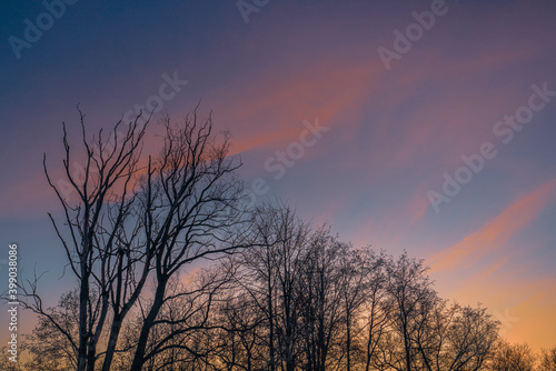 Silhouette of bare trees at winter sunset with pink, rose and blue sky © MKozloff