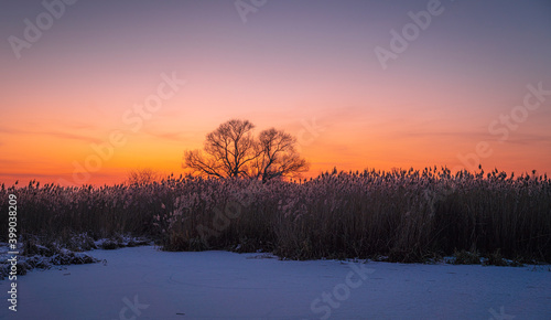 Wide angle view of the winter sunset over the frozen river with dry reeds, gradient sky and isolated tree