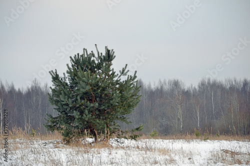 Winter landscape with a lonely pine tree in a white snowy field against the background of a dark forest in the distance.