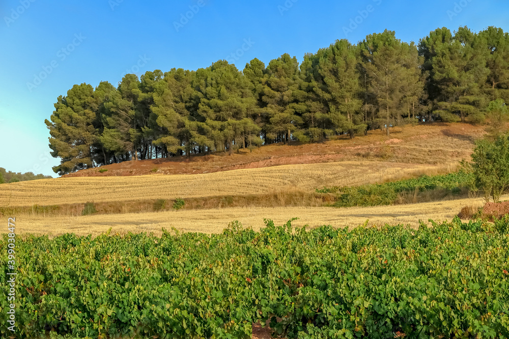 Planting fields, with vines, hills and pine trees in the background, blue sky, Nájera municipality, La Rioja province, Spain