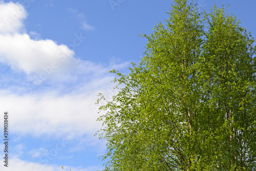 Spring greens - a branch of young leaves of a birch against the blue sky. Spring sky through branches of a birch.
