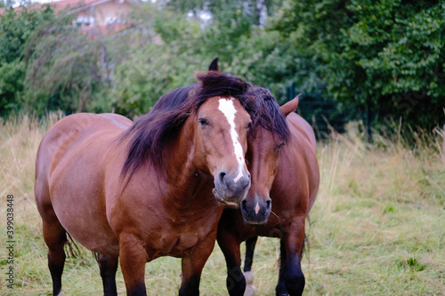 Zwei Pferde 