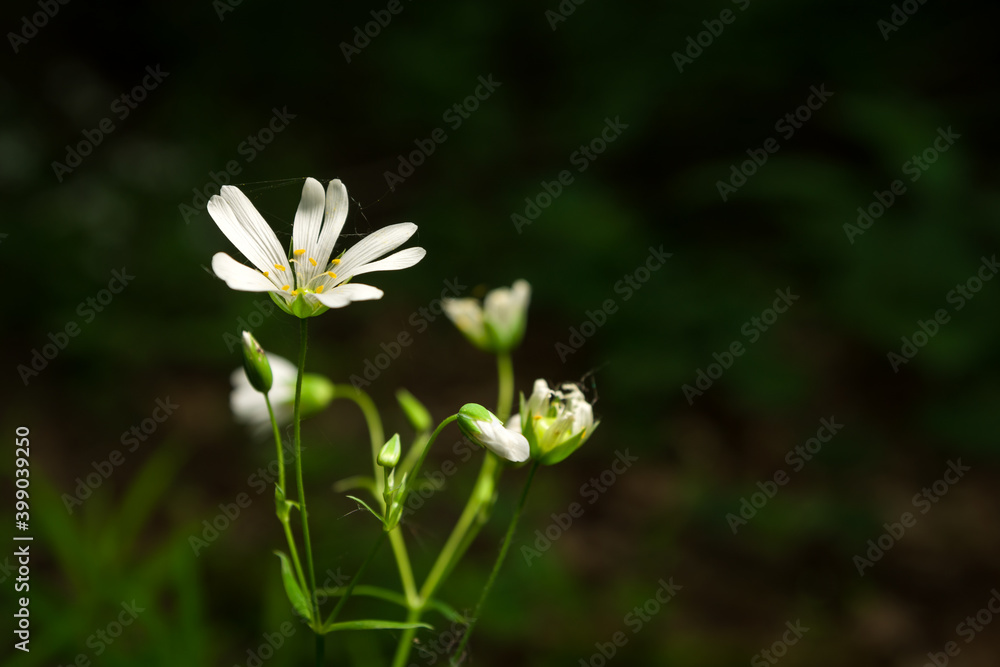 White flowers Cerastium arvense growing in a green forest