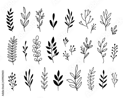 Vector branches and leaves. Hand drawn floral elements. Vintage botanical illustrations. 