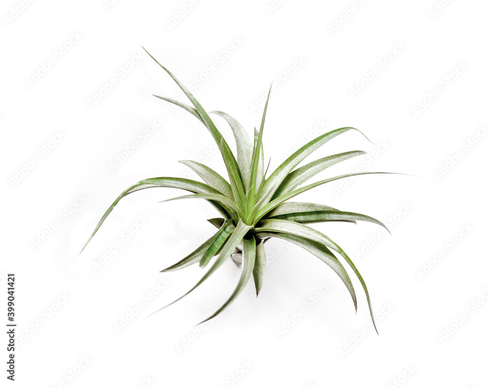 Fototapeta premium Tillandsia capitata isolated on white background