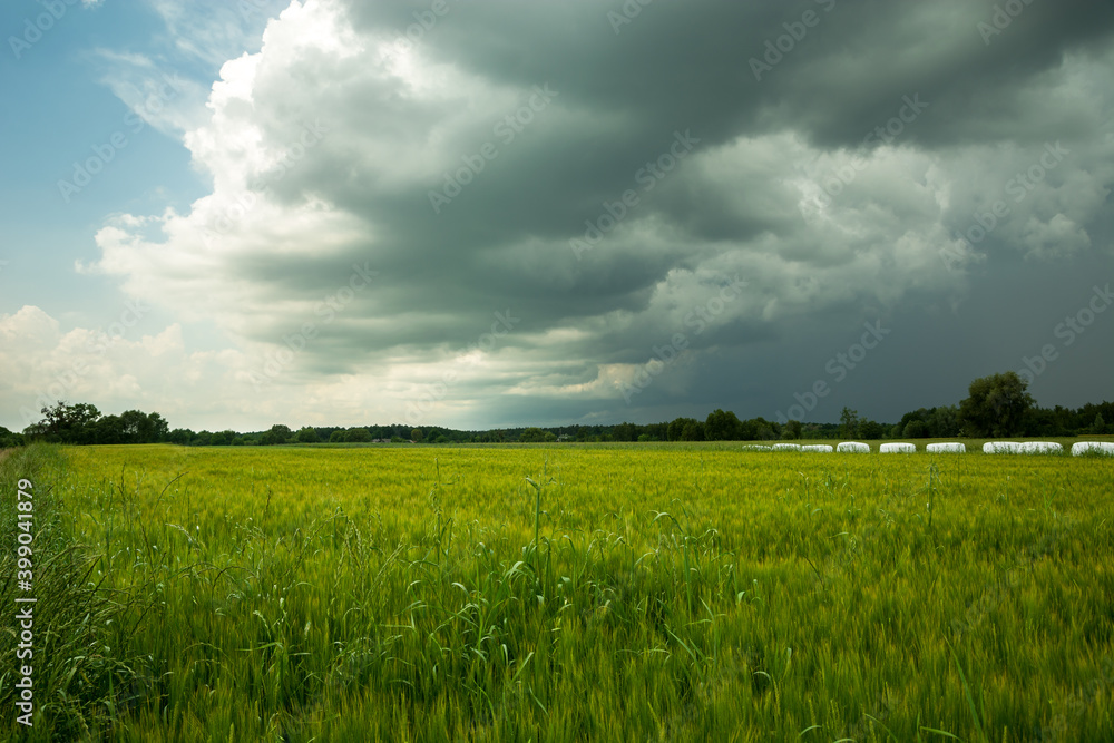 Green barley field and storm cloud on sky Green barley field and storm cloud on sky