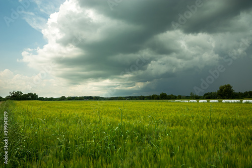 Green barley field and storm cloud on sky