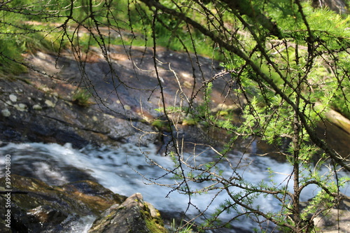 Lärchenzweig vor Fluss