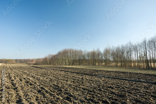 Ploughed agricultural field, trees without leaves and blue sky
